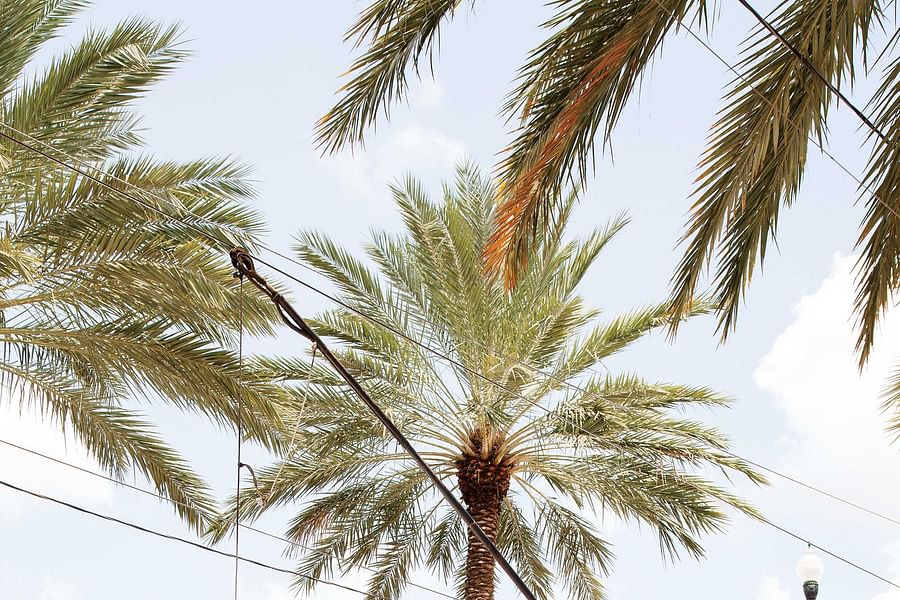 City of New Orleans train Mississippi Delta